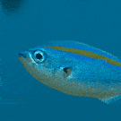 CyberCX ate 12 boutiques. Accenture just ate CyberCX.