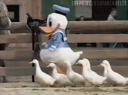 Make sure to keep all your ducks in a row
